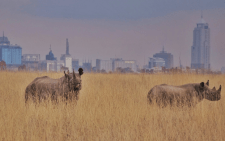 Rhinos at Nairobi National Park. PHOTO/@KWSkenya/X