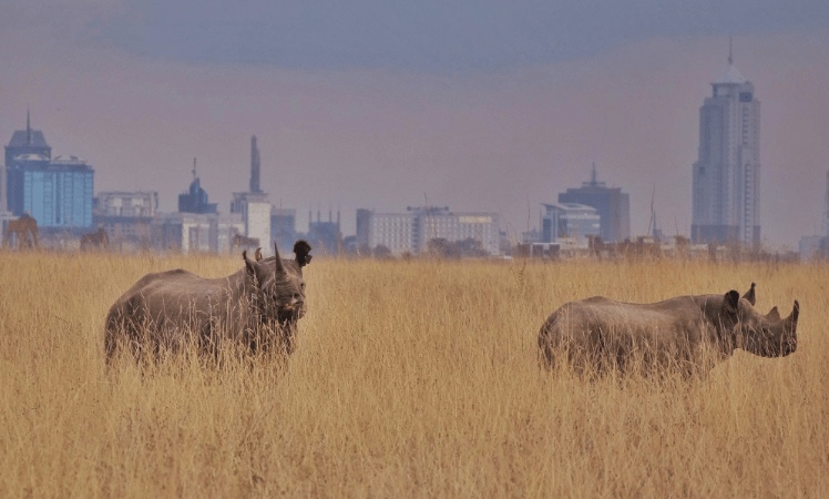 Rhinos at Nairobi National Park. PHOTO/@KWSkenya/X