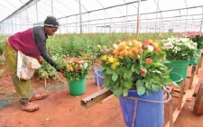 A flower farm worker tendsto carnations in Naivasha. PHOTO/Print