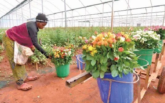 A flower farm worker tendsto carnations in Naivasha. PHOTO/Print