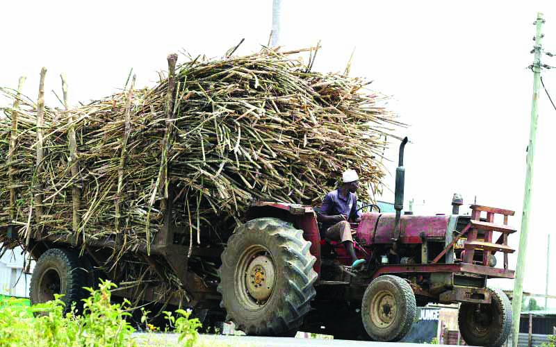 Sugarcane farmers are pushing the government to invest in new, high-yielding and fast-maturing cane varieties rich in sucrose content to revitalise the sugar sector. PHOTO/Print