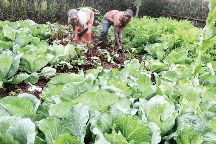 Kalro mulls fete to raise $1.5b for farmers