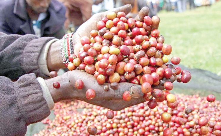 Taxpayers may have lost Sh487 million coffee cash