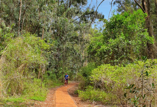 Part of Karura Forest. PHOTO/@karurafriends/X