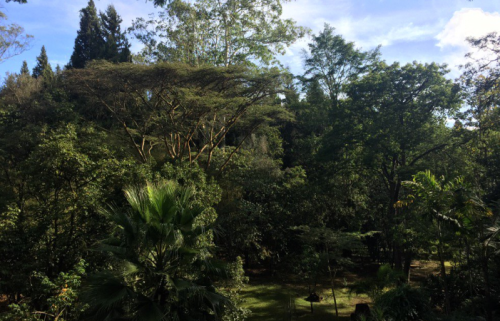 Part of Karura Forest. PHOTO/@karurafriends/X