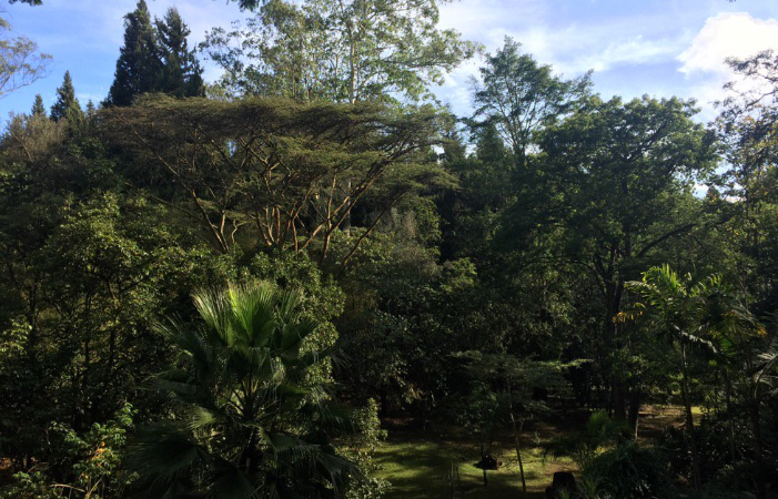 Why exotic tree species are being removed from Karura Forest - KFS