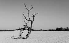 A grayscale depiction of driftwood. Image used for representation only. PHOTO/Pexels