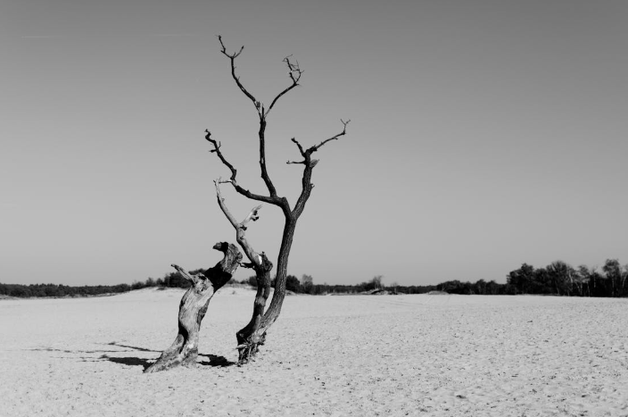 A grayscale depiction of driftwood. Image used for representation only. PHOTO/Pexels