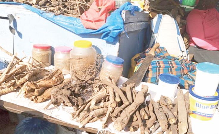 State body to pioneer traditional medicine with pilot herbal centre