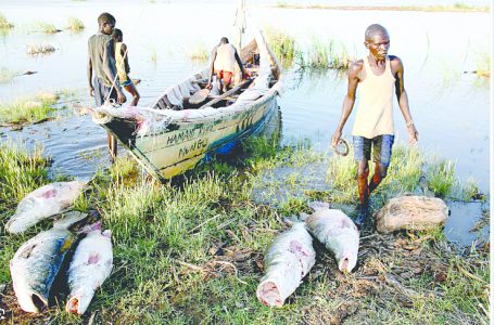 A new programme aims to transform the Lake Turkana region’s fishing industry and improve livelihoods.PHOTO/Print