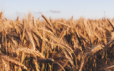 Wheat field. Image used for illustration purposes. PHOTO/Pexels