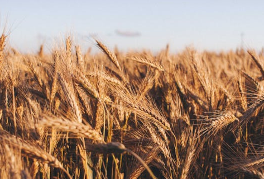 Wheat field. Image used for illustration purposes. PHOTO/Pexels