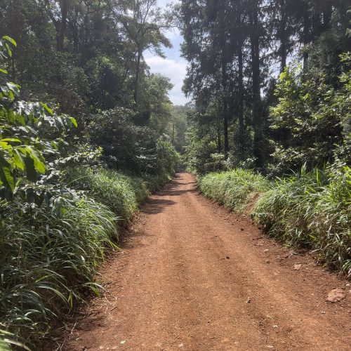 A trail at the Karura Forest. PHOTO/www.Facebook.com/FriendsofKaruraForest