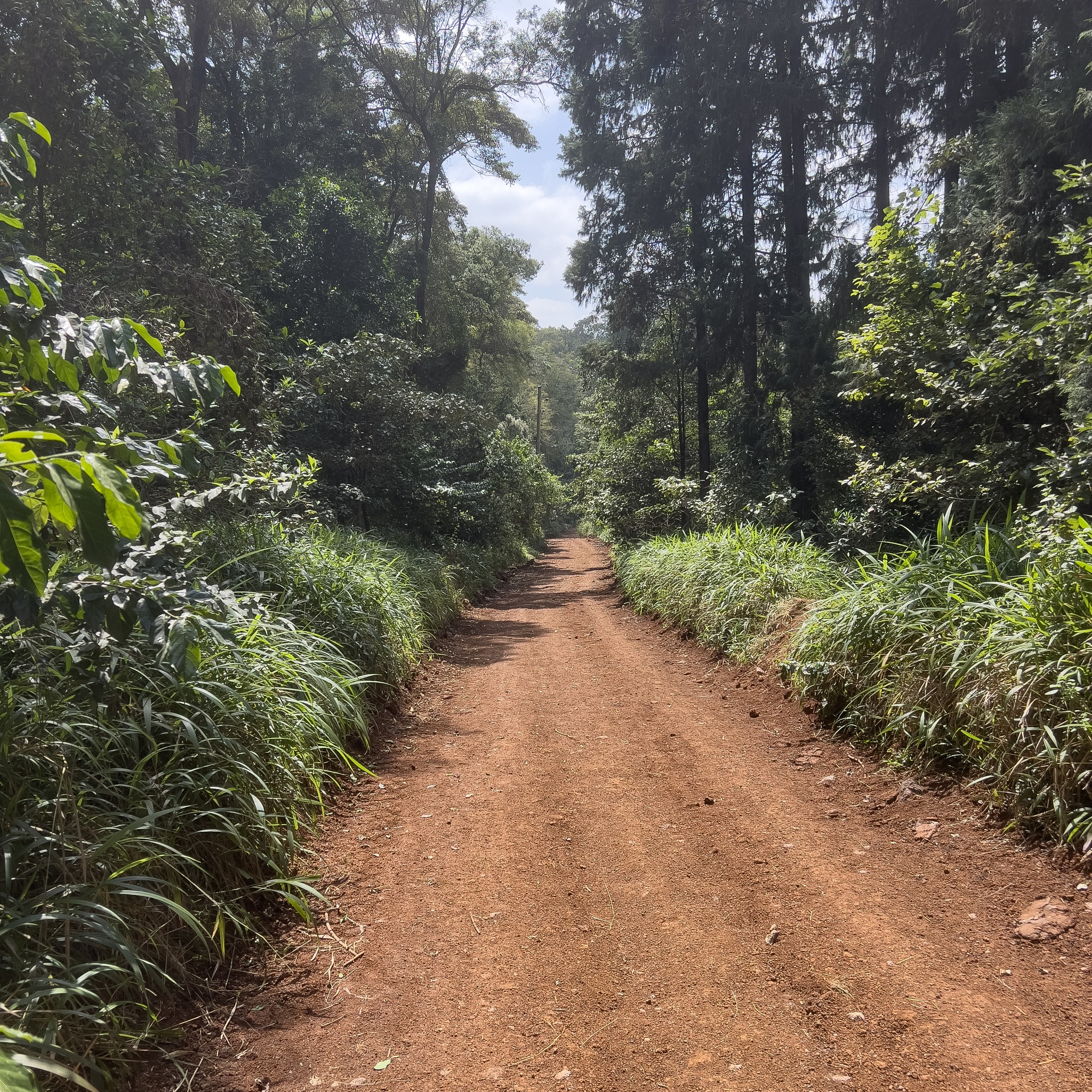 Green Belt in court to block Karura Forest road project