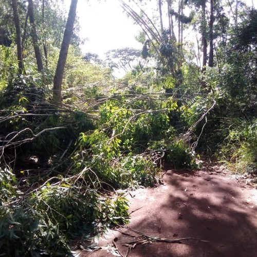 Trees cover a trail at the Karura Forest. PHOTO/www.Facebook.com/FriendsofKaruraForest