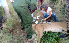 KWS special team of Problem Animal Management Unit (PAMU) conduct first-aid on a lioness in Laikipia. PHOTO/@KWSKenya/X