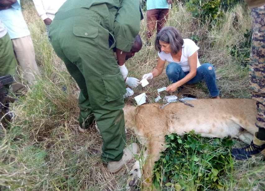 KWS special team of Problem Animal Management Unit (PAMU) conduct first-aid on a lioness in Laikipia. PHOTO/@KWSKenya/X