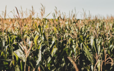 A maize plantation. Image used for representation. PHOTO/Pexels