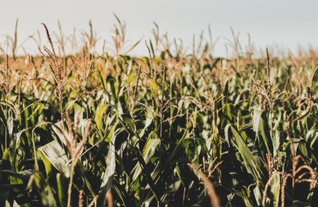 A maize plantation. Image used for representation. PHOTO/Pexels