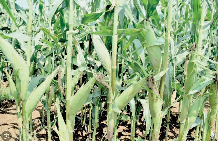 maize plantation