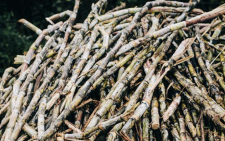 A pile of sugarcane stems. PHOTO/Pexels