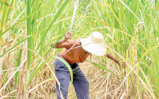 A sugarcane farmer in a farm. PHOTO/Print