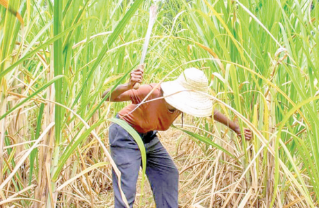 A sugarcane farmer in a farm. PHOTO/Print