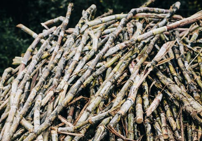 A pile of sugarcane stems. PHOTO/Pexels