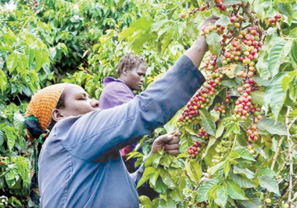 Oparanya says the government factored in this year’s budget Sh2 billion to free the farmers from massive debts and hence manage to increase production. PHOTO/Print