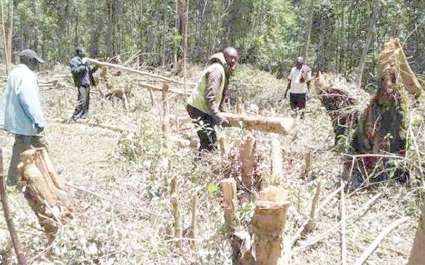 People clearing trees. PHOTO/PRINT