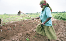 Sustainable soil management key to increasing food security