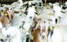 Goats auction revs up Kimalel’s sleepy livestock economy