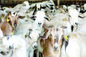 Goats auction revs up Kimalel’s sleepy livestock economy