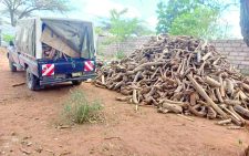 Scientist unveils innovation to save local sandalwood