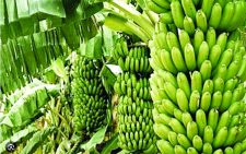 EAC’s Sh555b banana sector threatened by new diseases