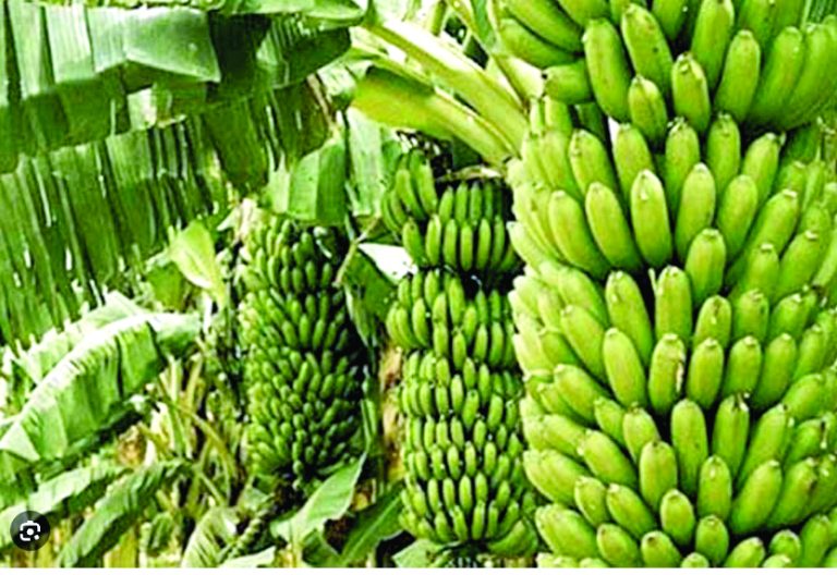 EAC’s Sh555b banana sector threatened by new diseases