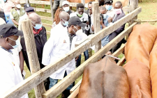 Vets ask Kenyans to allow livestock to be vaccinated amid calls to reject proposal