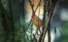 A bird perches on a tree. PHOTO/Pexels