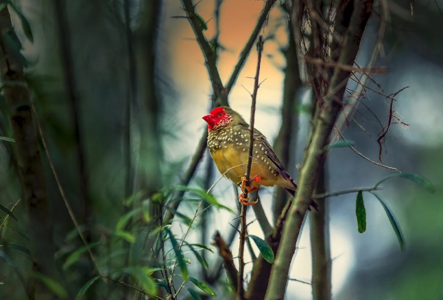 A bird perches on a tree. PHOTO/Pexels