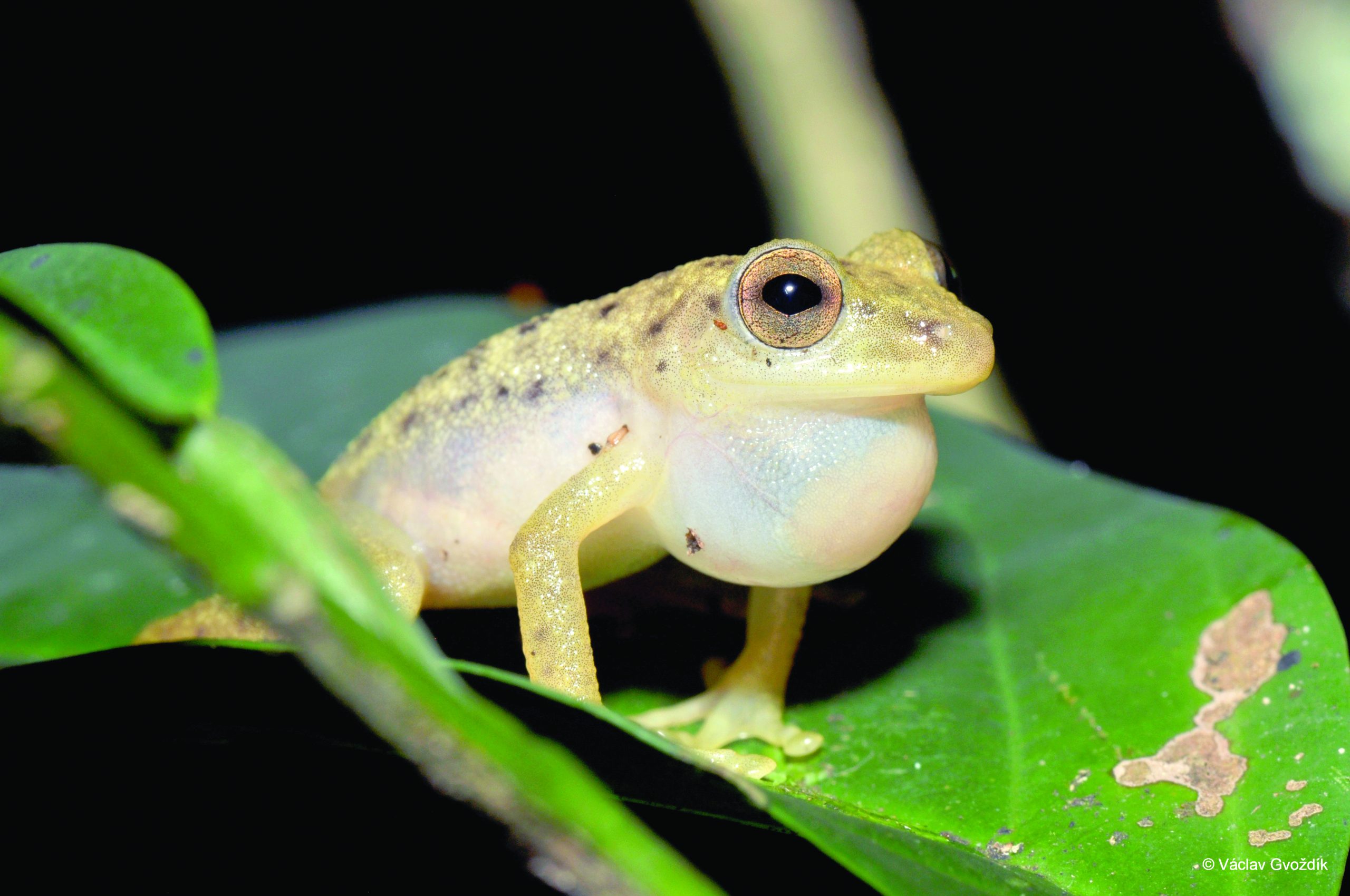 New species discovered in the ‘Lungs of Africa’