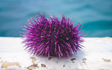 Grief as Kilifi fisherman dies from sea urchin sting