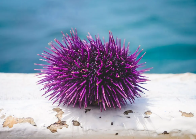 Grief as Kilifi fisherman dies from sea urchin sting