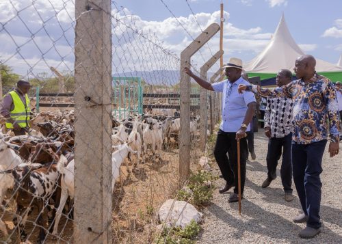 President William Ruto at Kimalel Goat Auction in Baringo County. PHOTO/State House