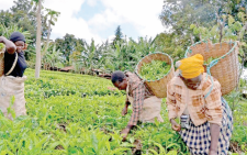 Agriculture: Ruto put on the spot over delayed VAT refunds