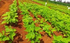 Kenya to test 77,000 soil samples in push for food security