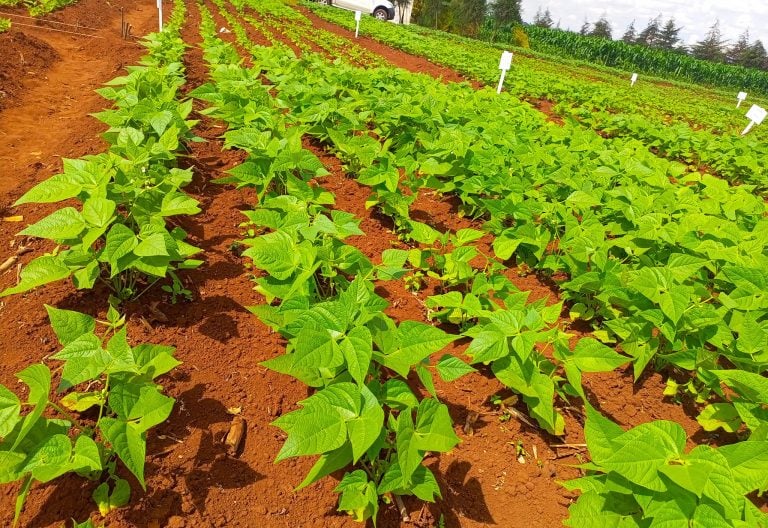 Kenya to test 77,000 soil samples in push for food security