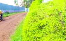 Indifference as invasive weed chokes Kenya