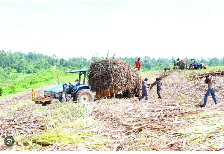 Sugar: Populist politics doesn’t benefit farmers
