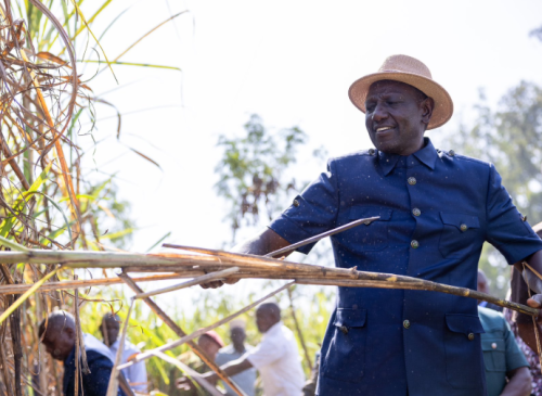 President William Ruto harvests sugarcane in Kakamega