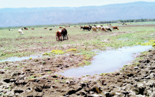 Fish stocks dwindle as Lake Baringo choked by pollution, water hyacinth